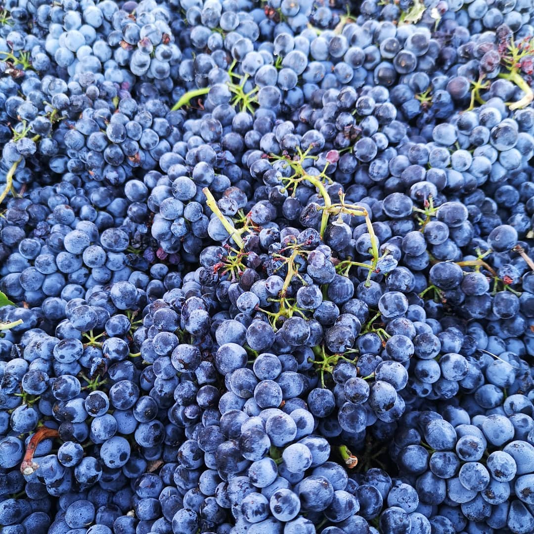 喝懂葡萄酒?先認識這 8 種全球最紅的葡萄品種 🍷