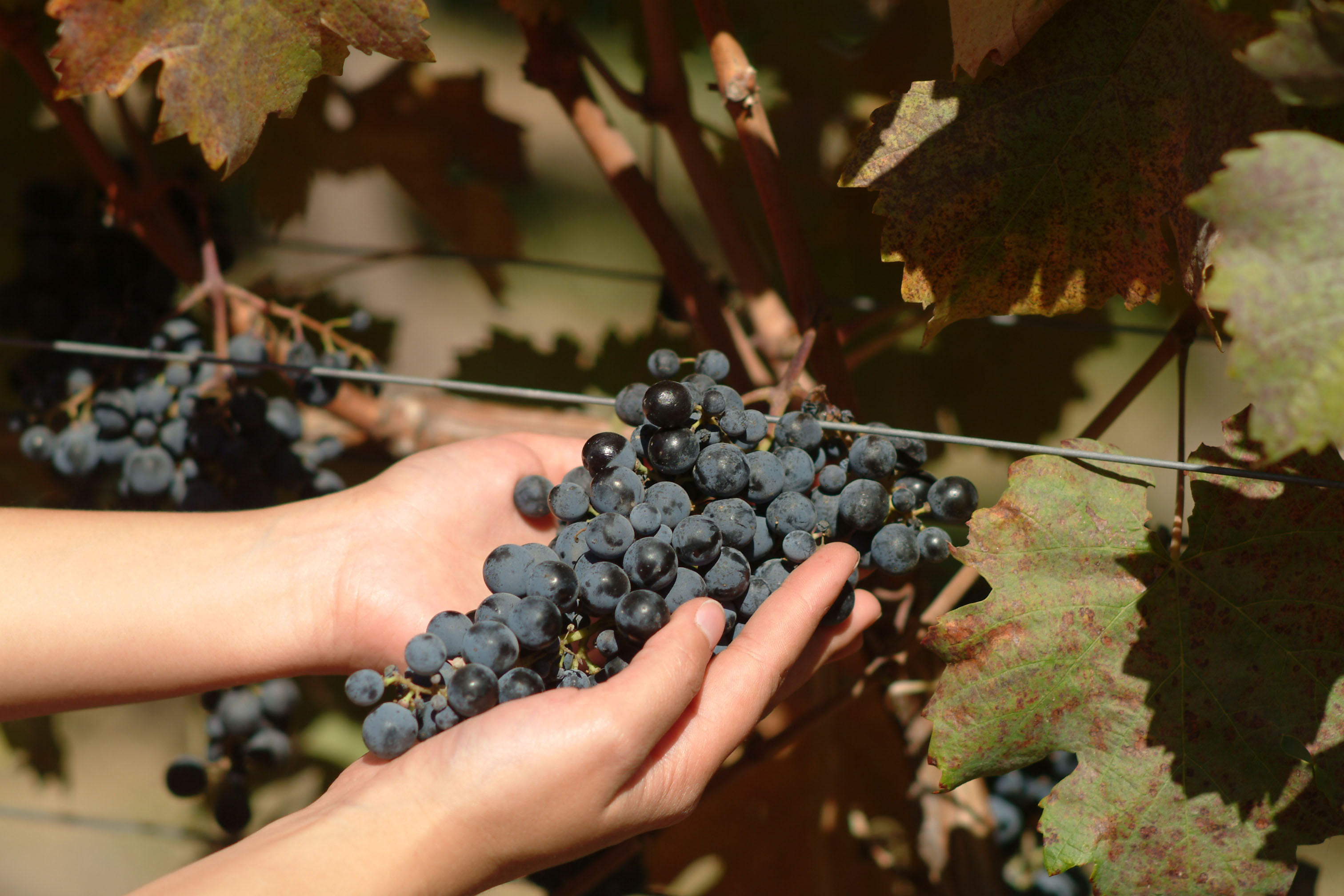 Carmenère 卡門內爾：從波爾多到智利的迷人誤會