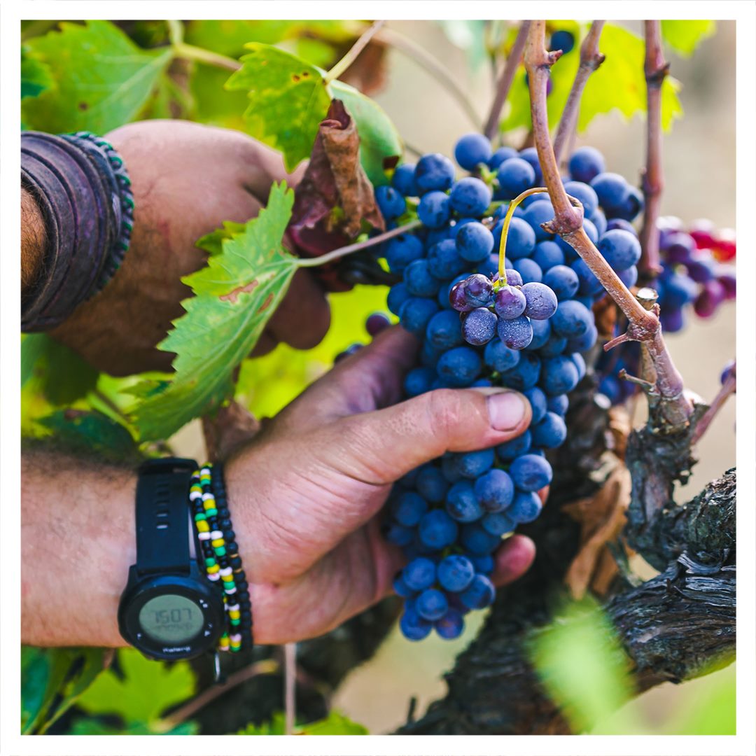 Sassicaia 與 Tignanello:兩款改寫義大利葡萄酒史的名酒
